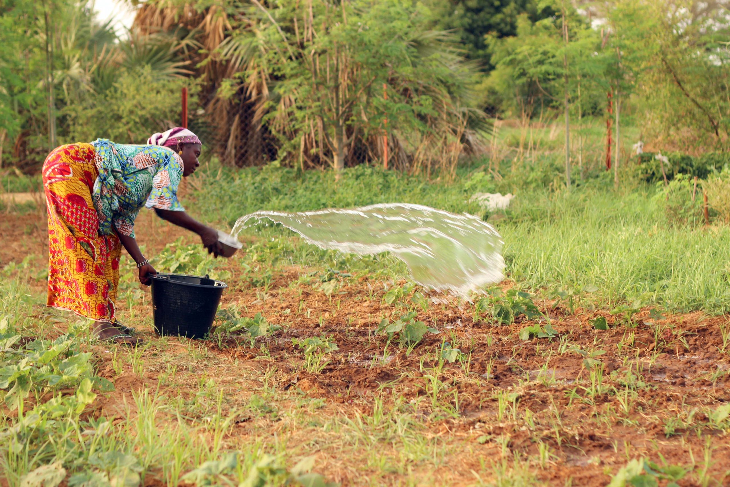 Vegetable gardens by women groups, Mali ©LoCAL UNCDF Photo N. Meulders July 2017_15(Edit).jpg
